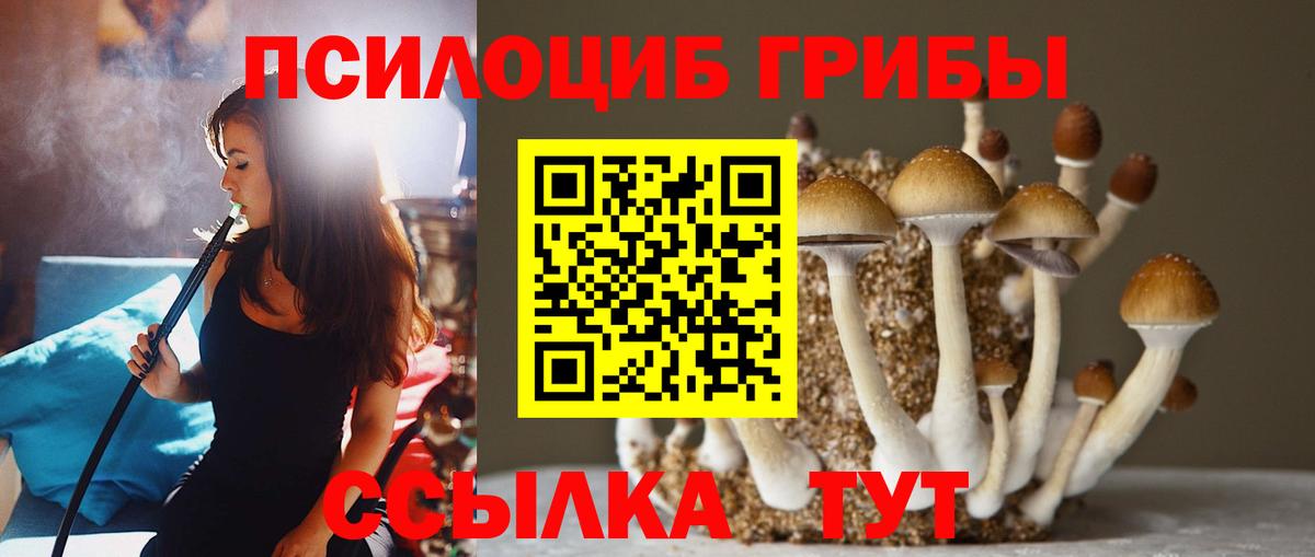 Псилоцибиновые грибы Psilocybe Одинцово